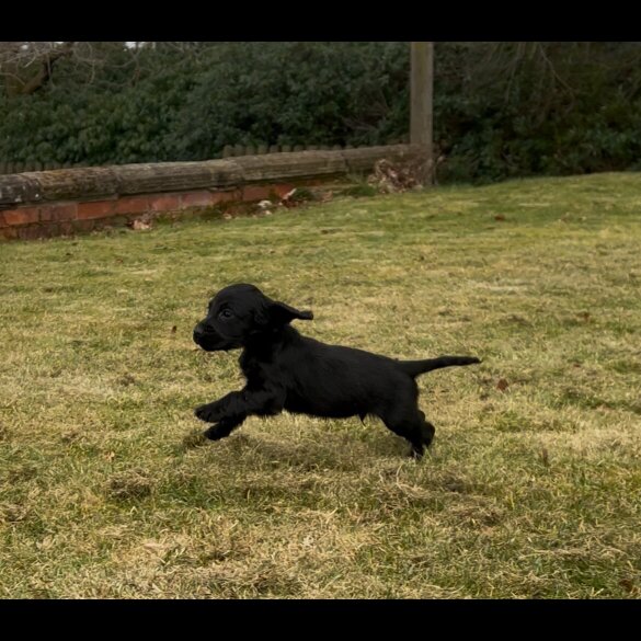 Cocker Spaniel (Working &amp; Show) - Dogs