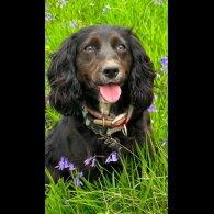 Cocker Spaniel (Working &amp; Show) - Dogs