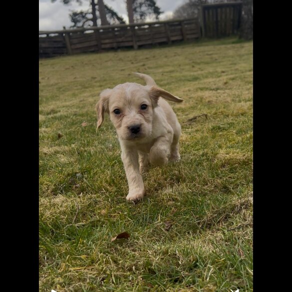 Cocker Spaniel (Working &amp; Show) - Dogs