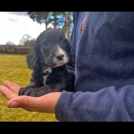 Cocker Spaniel (Working &amp; Show) - Dogs