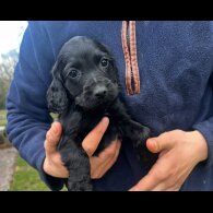 Cocker Spaniel (Working &amp; Show) - Dogs