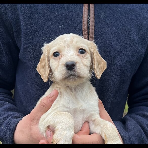 Cocker Spaniel (Working &amp; Show) - Dogs