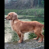 Cocker Spaniel (Working &amp; Show) - Dogs
