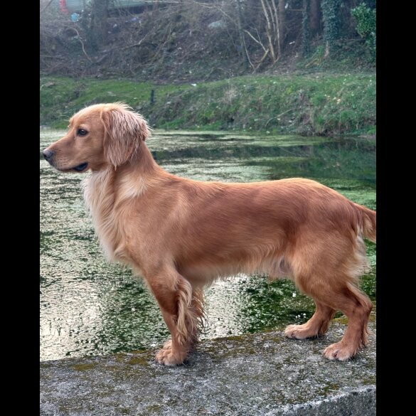 Cocker Spaniel (Working &amp; Show) - Dogs