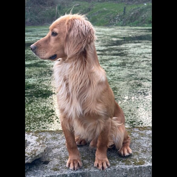 Cocker Spaniel (Working &amp; Show) - Dogs