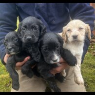 Cocker Spaniel (Working &amp; Show) - Dogs