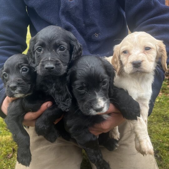 Cocker Spaniel (Working &amp; Show) - Dogs