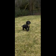 Cocker Spaniel (Working &amp; Show) - Dogs