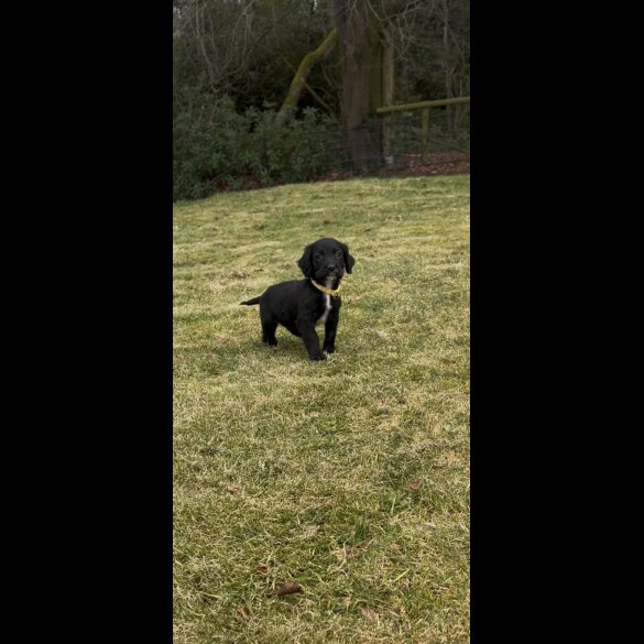 Cocker Spaniel (Working &amp; Show) - Dogs