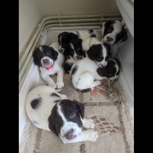 English Springer Spaniel - Both
