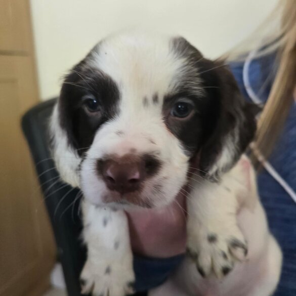 English Springer Spaniel - Both