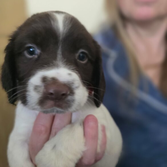 English Springer Spaniel - Both