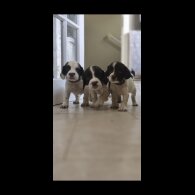 English Springer Spaniel - Both