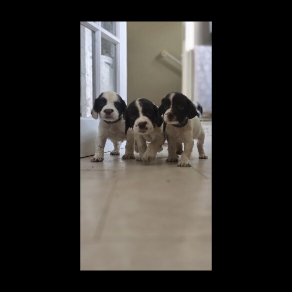 English Springer Spaniel - Both