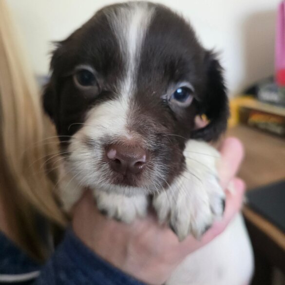 English Springer Spaniel - Both