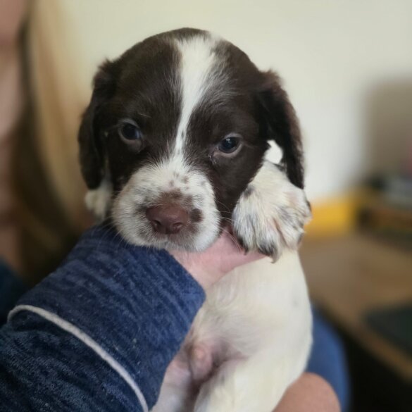 English Springer Spaniel - Both