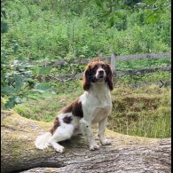 English Springer Spaniel - Both