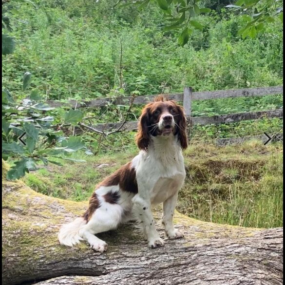 English Springer Spaniel - Both