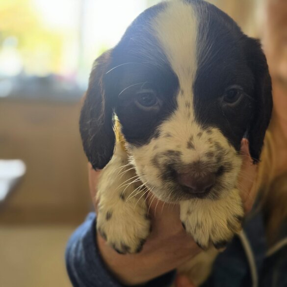 English Springer Spaniel - Both
