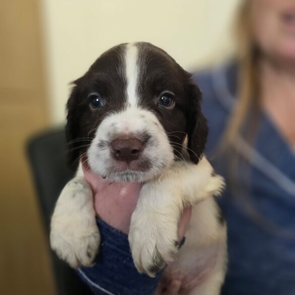 English Springer Spaniel - Both
