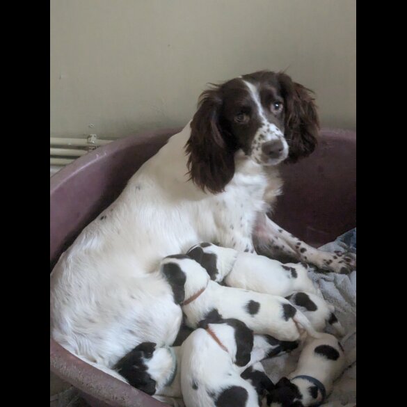 English Springer Spaniel - Both