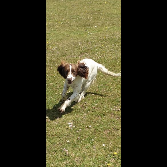 English Springer Spaniel - Both