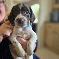 English Springer Spaniel - Both