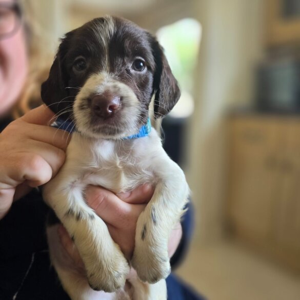 English Springer Spaniel - Both
