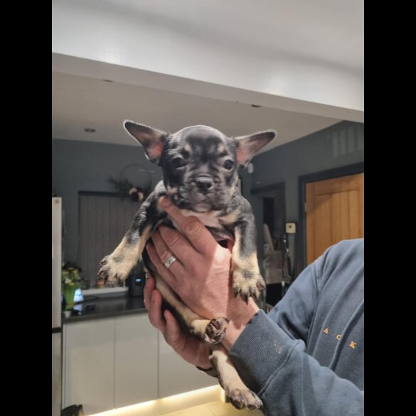 French Bulldog - Both