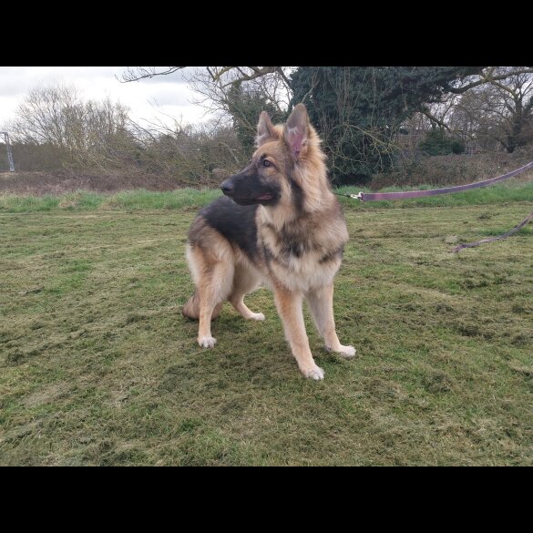 German Shepherd (Alsatian) - Bitches