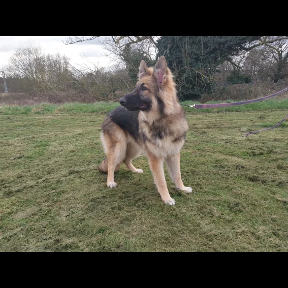 German Shepherd (Alsatian) - Bitches
