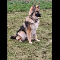 German Shepherd (Alsatian) - Bitches