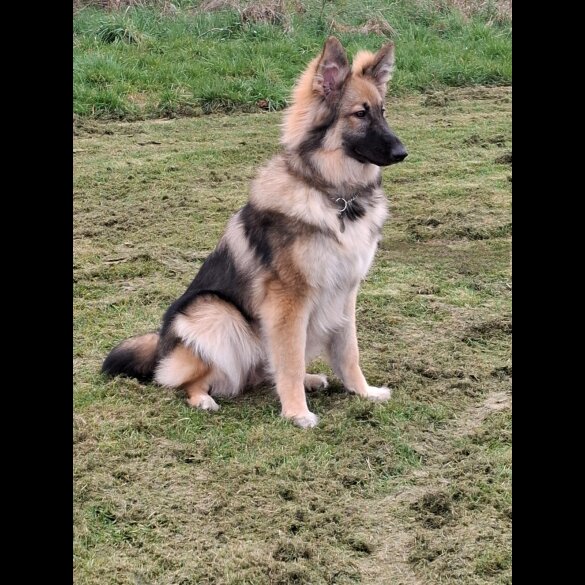 German Shepherd (Alsatian) - Bitches
