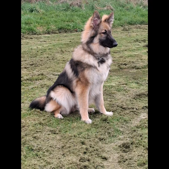 German Shepherd (Alsatian) - Bitches