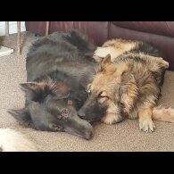 German Shepherd (Alsatian) - Bitches