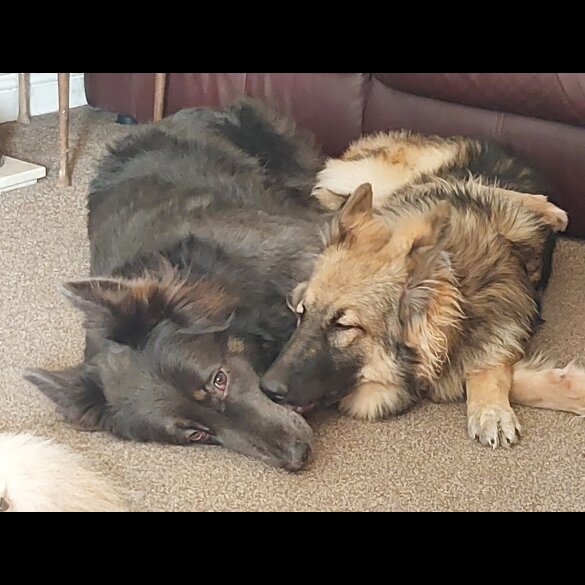 German Shepherd (Alsatian) - Bitches