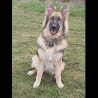 German Shepherd (Alsatian) - Bitches