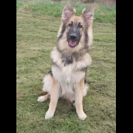 German Shepherd (Alsatian) - Bitches