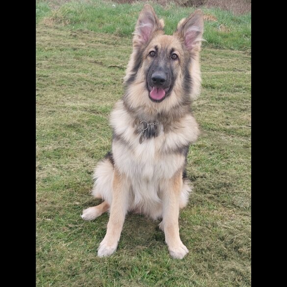 German Shepherd (Alsatian) - Bitches