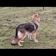 German Shepherd (Alsatian) - Bitches