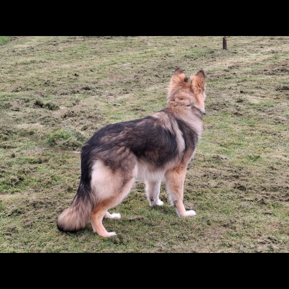German Shepherd (Alsatian) - Bitches