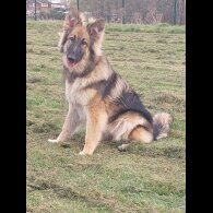 German Shepherd (Alsatian) - Bitches