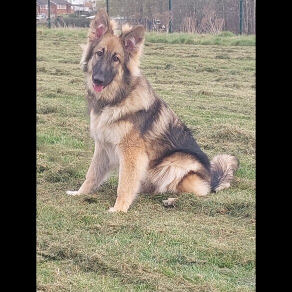 German Shepherd (Alsatian) - Bitches