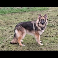 German Shepherd (Alsatian) - Bitches