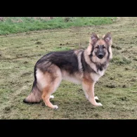 German Shepherd (Alsatian) - Bitches