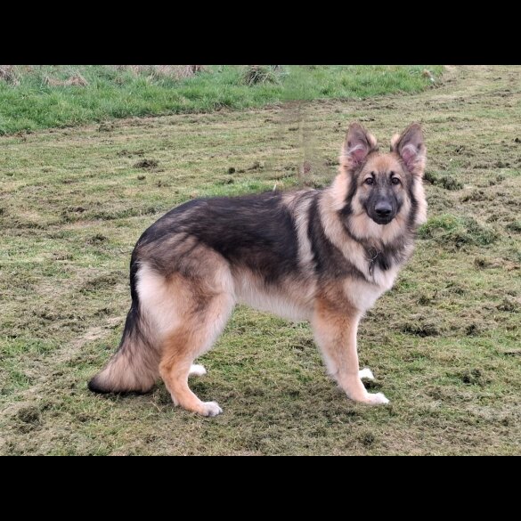 German Shepherd (Alsatian) - Bitches
