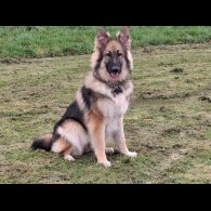 German Shepherd (Alsatian) - Bitches