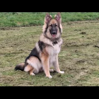 German Shepherd (Alsatian) - Bitches