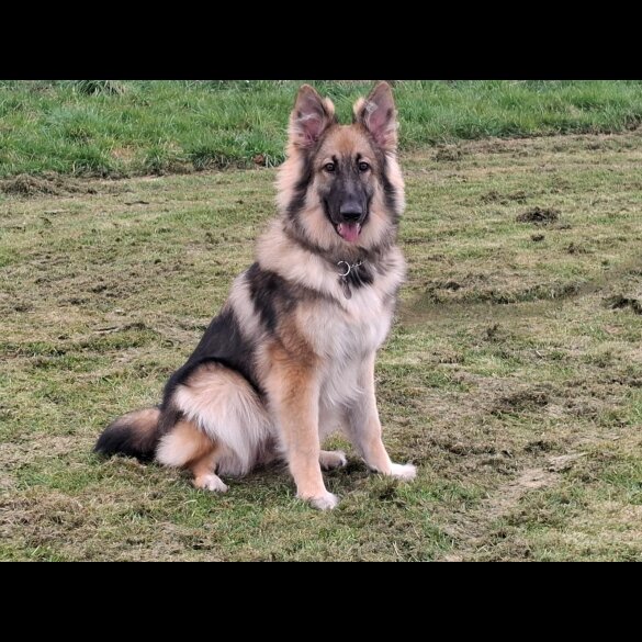 German Shepherd (Alsatian) - Bitches