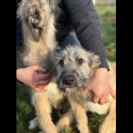 Irish Wolfhound - Both